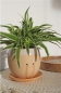 Preview: Weinender Blumentopf
