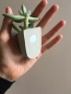 Preview: Magnetische Mini Blumentöpfe