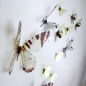 Preview: 3D Schmetterlinge transparent