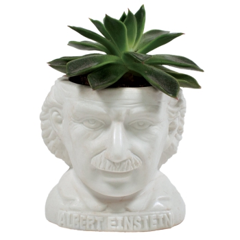 Mini Blumentopf Albert Einstein