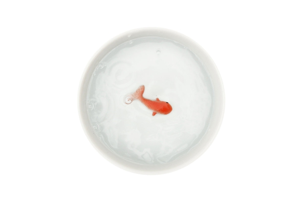 Goldfisch Wasser Schale